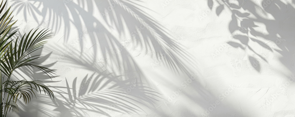 Elegant Palm Leaf Shadows on Olive Green Wall. Trendy Backdrop for Product Presentation Elegant Palm Leaf Shadows on Olive Green Wall. Trendy Backdrop for Product Presentation