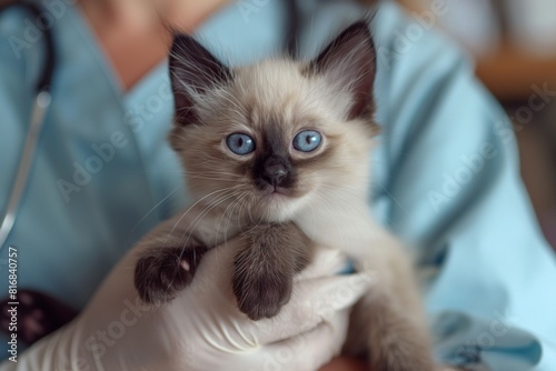Tiny Siamese kitten with vivid blue eyes held securely by a vet in light blue scrubs © Darya Lavinskaya