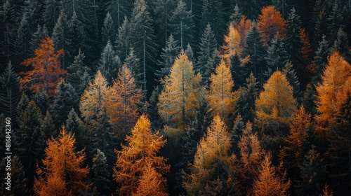 A tranquil forest displaying trees in different autumnal phases where most are orange while a few remain green creating a peaceful and serene natural landscape photo