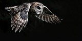A beautiful owl is flying in the night sky.