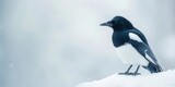 A beautiful shot of a magpie perched on a snowy branch.