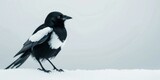 A black and white magpie stands on a snowy branch in the winter.
