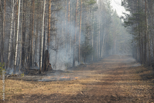Forest natural uncontrolled ground fire. Ashes with smoke and smog in the thicket of a forest with tall tree trunks. Forest road with burnt leaves, grass and needles.