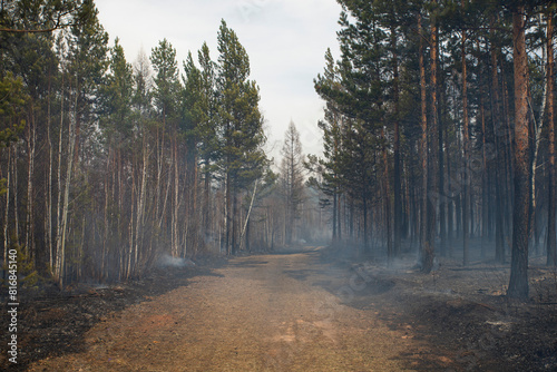 Forest natural uncontrolled ground fire. Ashes, fire and charred trees with smoke and smog in the thicket of a forest with tall tree trunks. Forest road with burnt leaves, grass and needles.