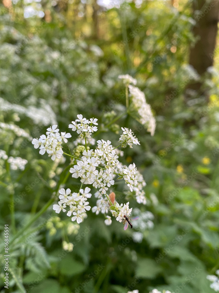 Close-up of delicate white flowers blooming in a lush green forest. Natural beauty and freshness of spring captured in the detailed image Close-up of delicate white flowers blooming in a lush green forest. Natural beauty and freshness of spring captured in the detailed image