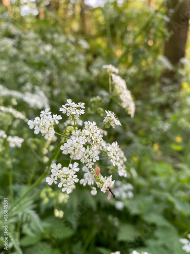 Close-up of delicate white flowers blooming in a lush green forest. Natural beauty and freshness of spring captured in the detailed image