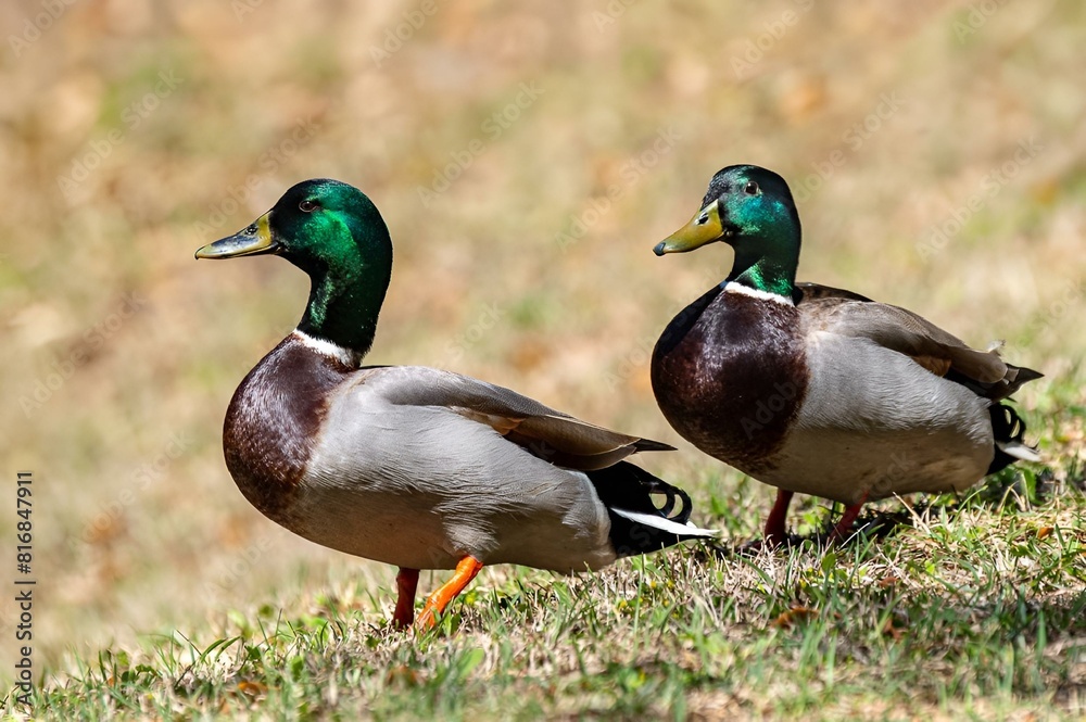 two ducks that are standing in the grass together in the sun two ducks that are standing in the grass together in the sun
