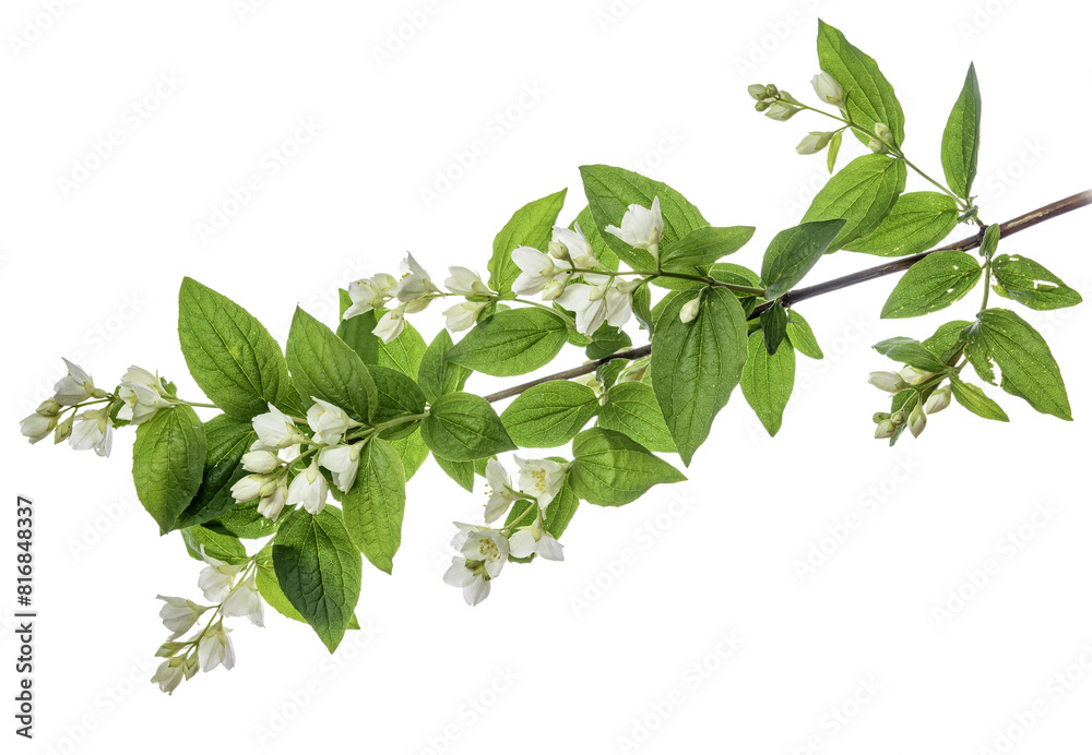 a sprig of jasmine a sprig of jasmine