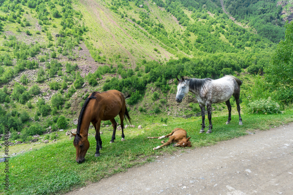 Two horses eat grass on the edge of the road. A foal lies on the grass and sleeps. Grass and bushes. Two horses eat grass on the edge of the road. A foal lies on the grass and sleeps. Grass and bushes.