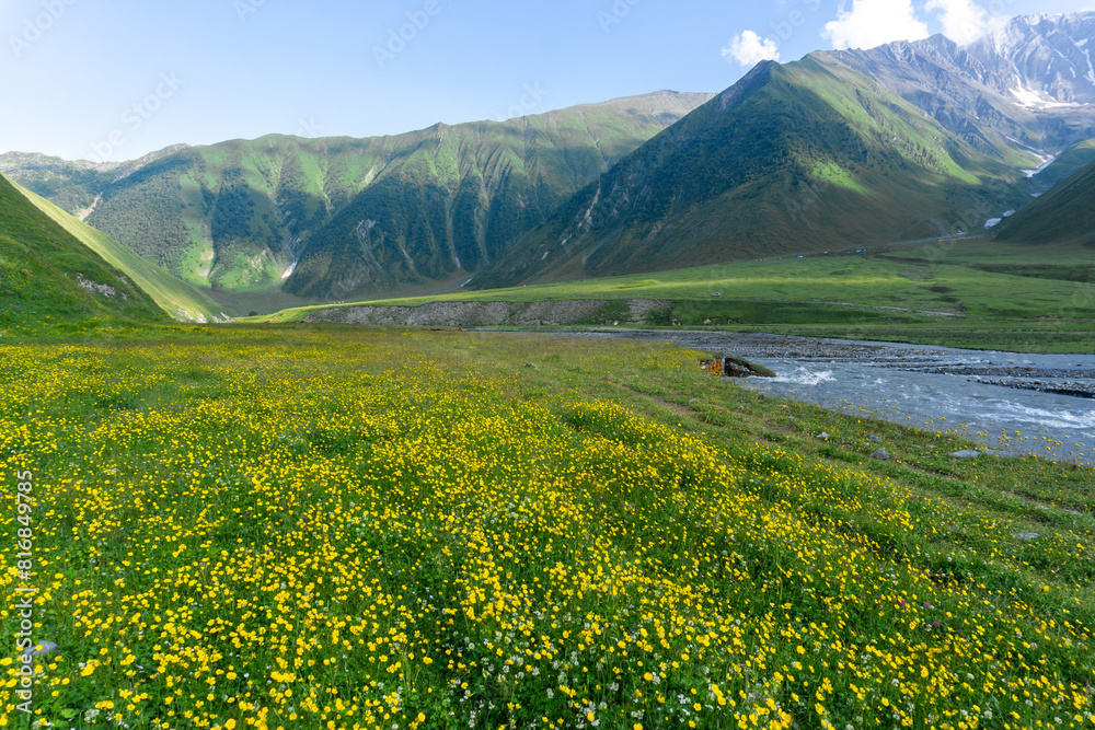 A clearing with yellow flowers in the Terek River valley. Mountains and hills around A clearing with yellow flowers in the Terek River valley. Mountains and hills around