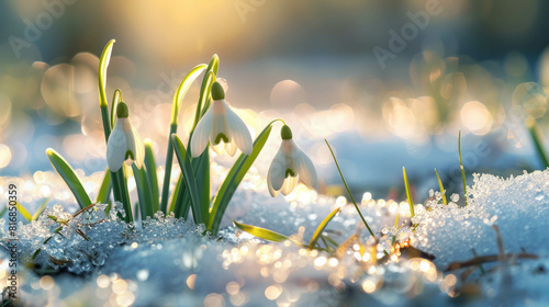 Witness the beauty of snowdrops with grass grow through melting snow, capturing the arrival of spring. AI generative. photo