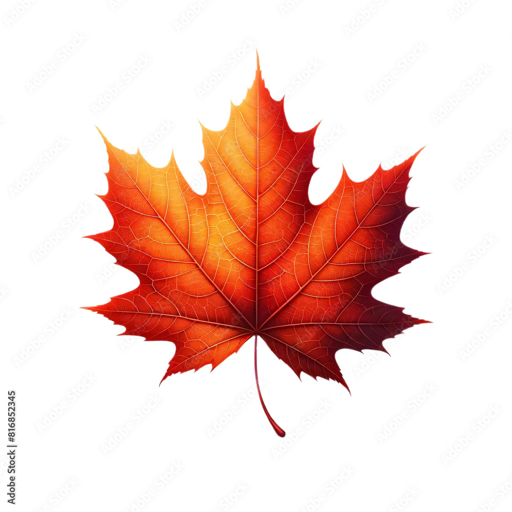 A single maple leaf, vividly colored in shades of orange and red, placed on a transparent background A single maple leaf, vividly colored in shades of orange and red, placed on a transparent background