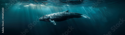 Humpback Whale Model in Graceful Glide photo