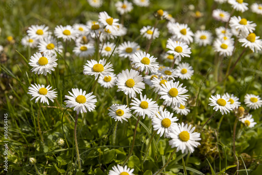 beautiful wild white and pink daisies in the green grass in spring beautiful wild white and pink daisies in the green grass in spring