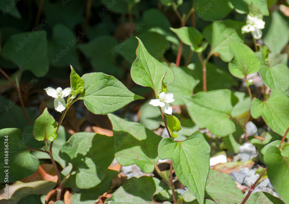 八重のどくだみの花