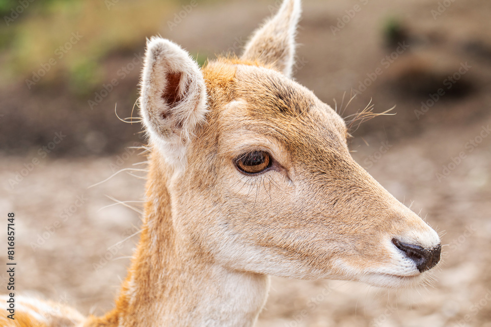 Portrait of a young deer with soft brown fur, gazing gently in its natural forest habitat Portrait of a young deer with soft brown fur, gazing gently in its natural forest habitat