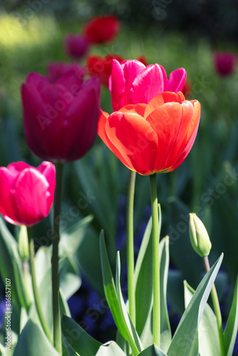 Close-up of red tulips blooming outdoors in spring  photographed in Shanghai  China