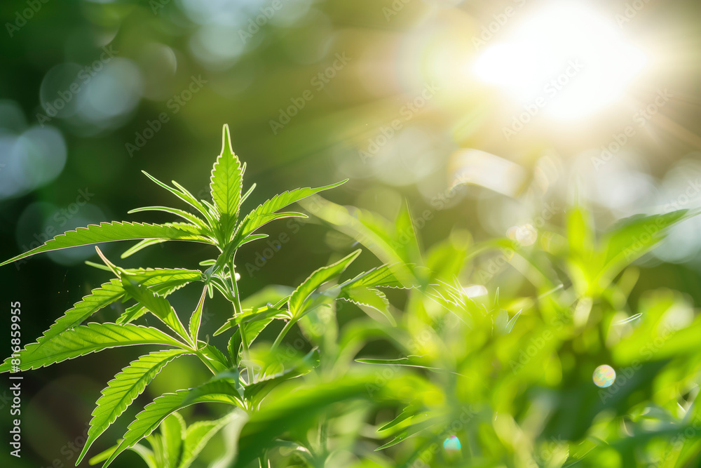 Obraz premium Wild agricultural hemp grows in the countryside