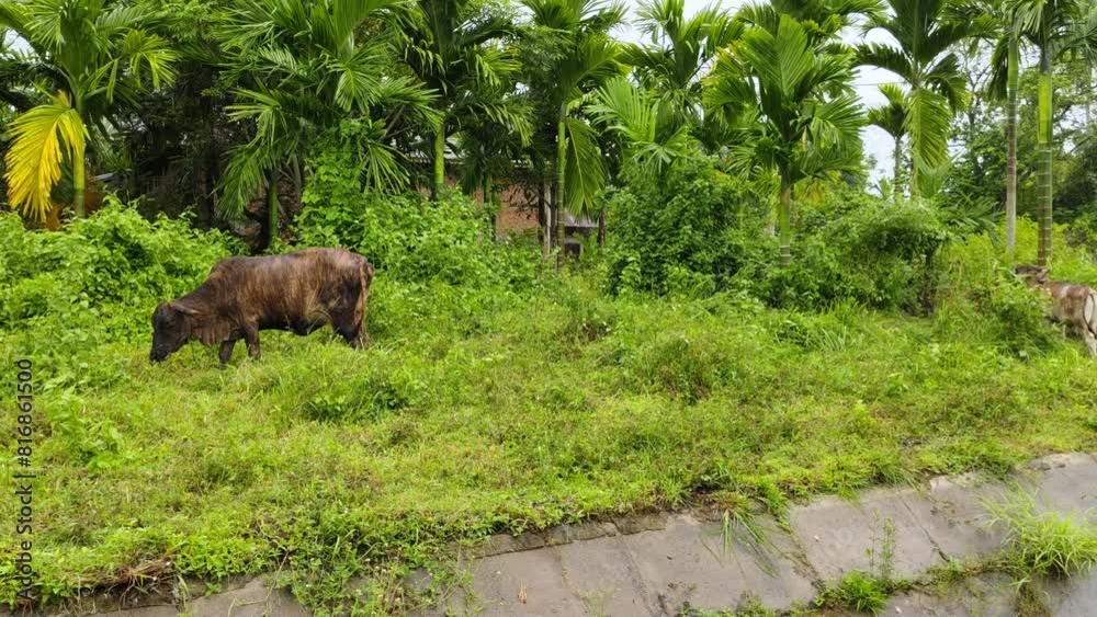Mother cow and calf are eating wild grass outdoors Mother cow and calf are eating wild grass outdoors