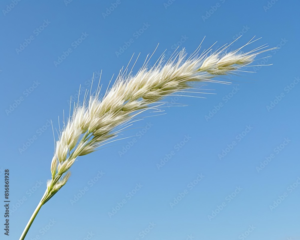 A single blade of grass reaching towards the sky, symbolizing the simple beauty and resilience of nature A single blade of grass reaching towards the sky, symbolizing the simple beauty and resilience of nature