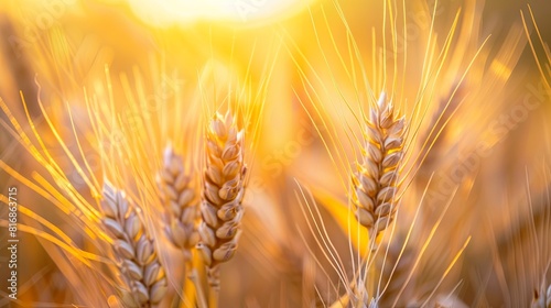 Golden wheat field at sunset