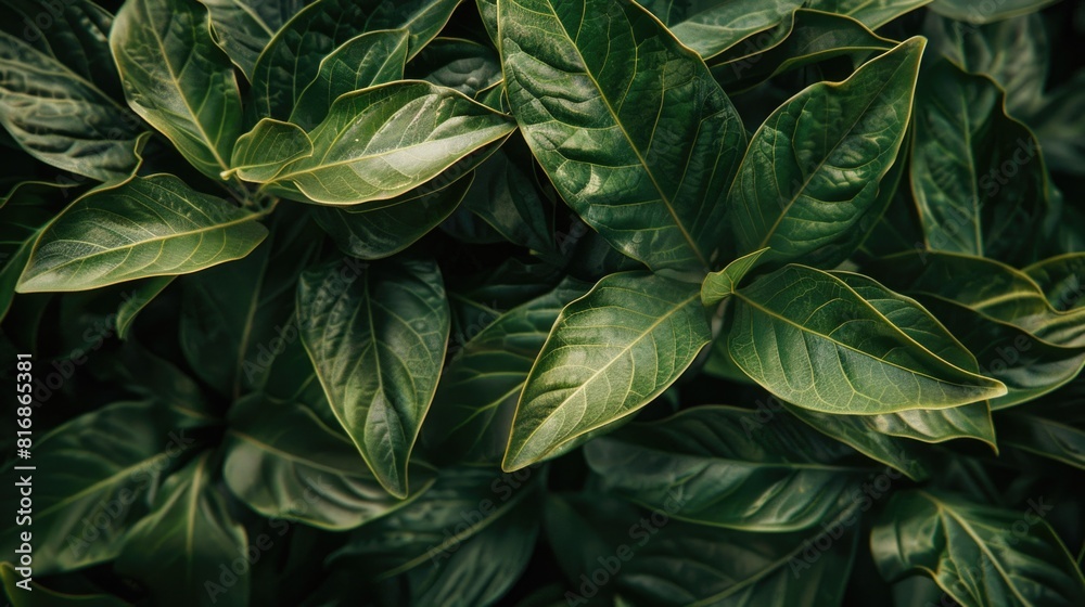 Detailed view of vibrant green plant leaves, suitable for nature and gardening concepts Detailed view of vibrant green plant leaves, suitable for nature and gardening concepts