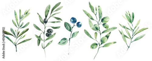 Olive leaves, olive branch watercolor illustration, greenery clipart.