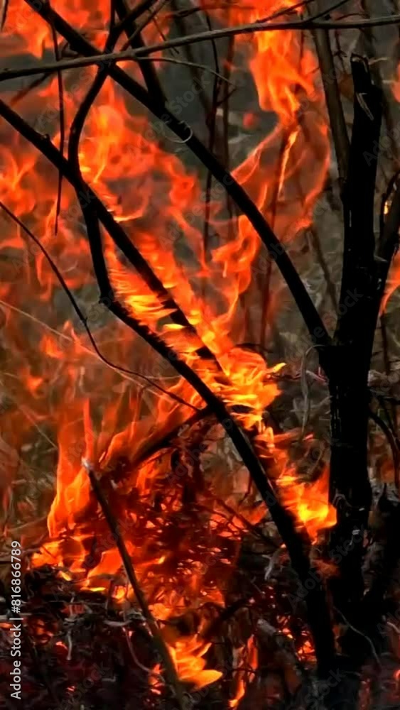 Fire in the forest destroys nature. Dangerous flames for ecology and animals. Fire in the forest destroys nature. Dangerous flames for ecology and animals.