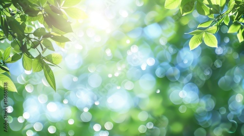 Sunlit Green Background With Bokeh and Rays