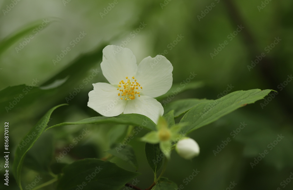 Scentless mock orange flower (Philadelphus inodorus) Scentless mock orange flower (Philadelphus inodorus)