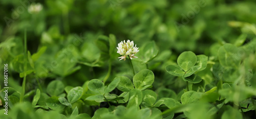 White clover flower in the grass