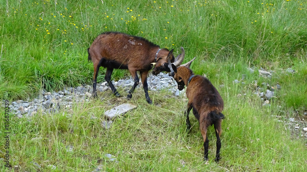 A fight between two brown goats on green grass in Alps, June 27, 2016. A fight between two brown goats on green grass in Alps, June 27, 2016.