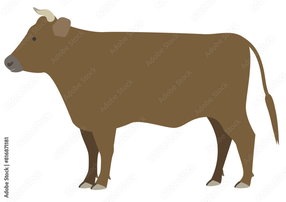 Fototapeta premium Dark brown cattle with horns seen from the side