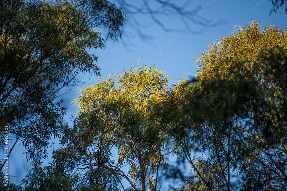 Fototapeta premium beautiful gum Trees and shrubs in the Australian bush forest. Gumtrees and native plants growing