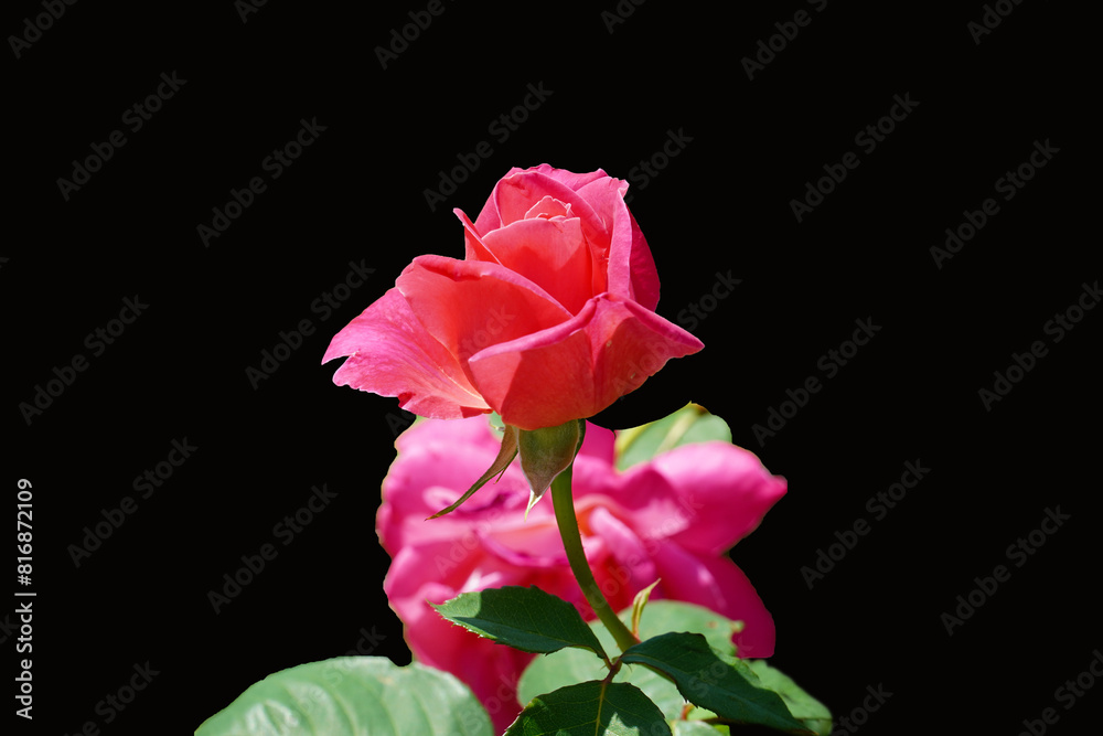 Fototapeta premium pink rose on black
