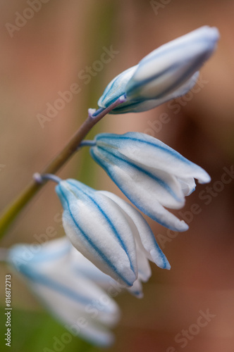 Striped Squill flower growing in a yard in New York