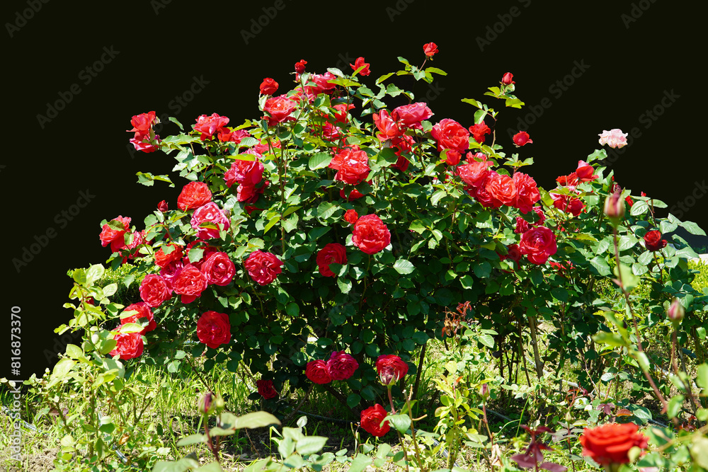 Fototapeta premium pillar of red roses