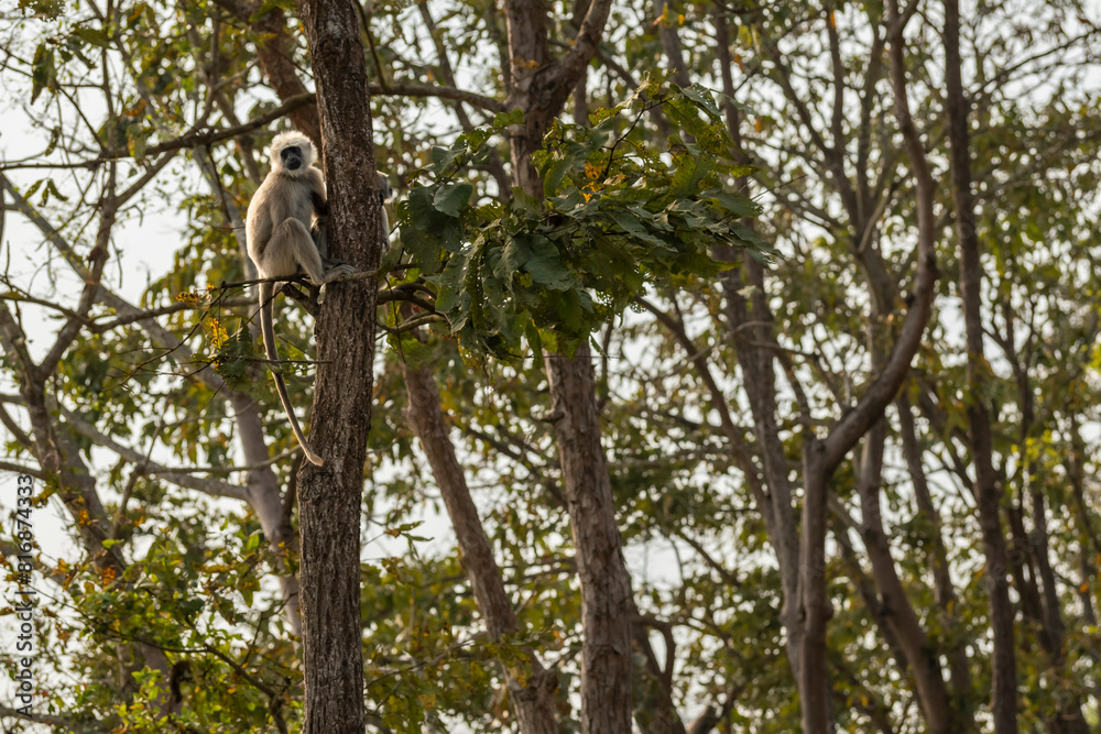 Obraz premium Tarai gray langur or Semnopithecus hector sitting high on tree during winter season safari at pilibhit national park forest tiger reserve uttar pradesh india
