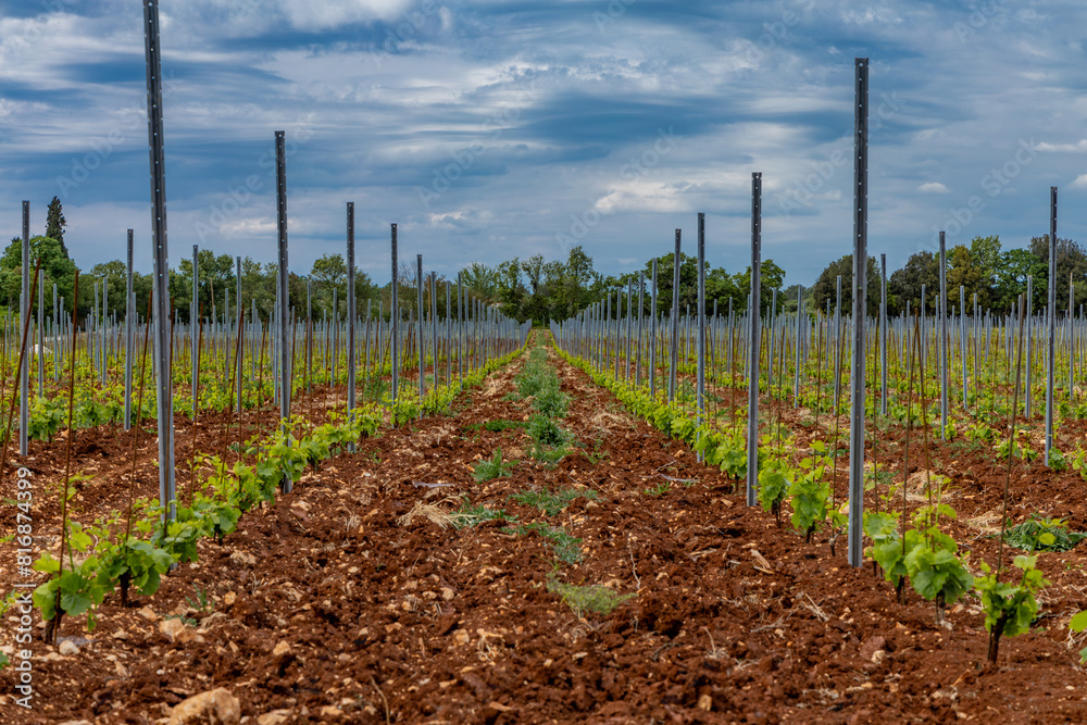 Young grape seedlings working on a grape plantation viticulture Croatia Young grape seedlings working on a grape plantation viticulture Croatia