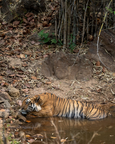 wild large huge male tiger or panthera tigris cooling resting his body in pond water and natural environment on extremely hot day in summer season evening safari bandhavgarh national park forest india © Sourabh