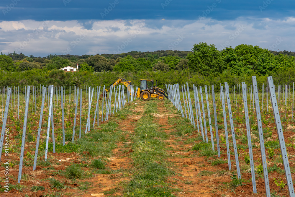 Obraz premium Young grape seedlings working on a grape plantation viticulture Croatia