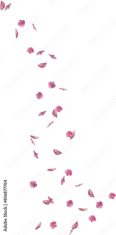 falling orchid flower petals falling orchid flower petals