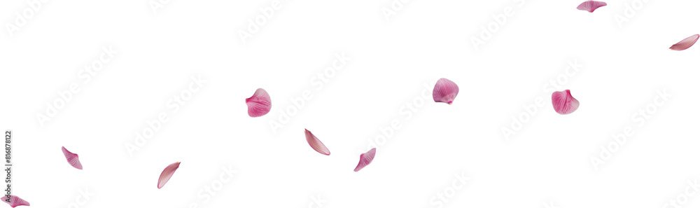 pink orchid flower petals pink orchid flower petals