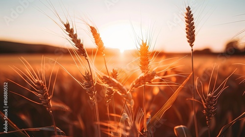 Golden hour sunlight shining through wheat field