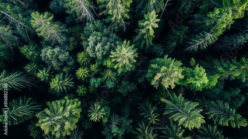 Aerial view of green forest. Top view of coniferous forest.