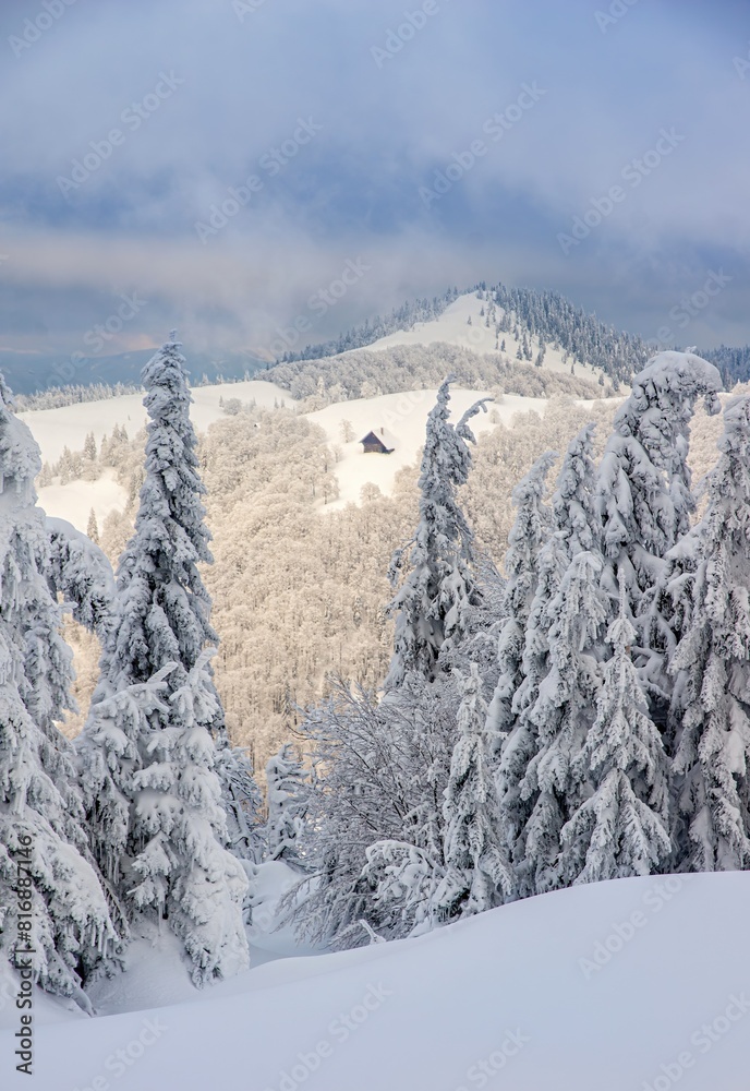 Frosty trees in a winter landscape view at dusk. Super froze winter snow landscape on wintersport. Cross country ski. Arctic landscape with frozen snow covered trees. Frosty trees in a winter landscape view at dusk. Super froze winter snow landscape on wintersport. Cross country ski. Arctic landscape with frozen snow covered trees.