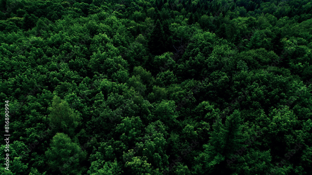 Green dense deciduous forest. Top view, shooting from a quadcopter. The concept of ecological well-being of the planet. Preservation of green forests. Green dense deciduous forest. Top view, shooting from a quadcopter. The concept of ecological well-being of the planet. Preservation of green forests.