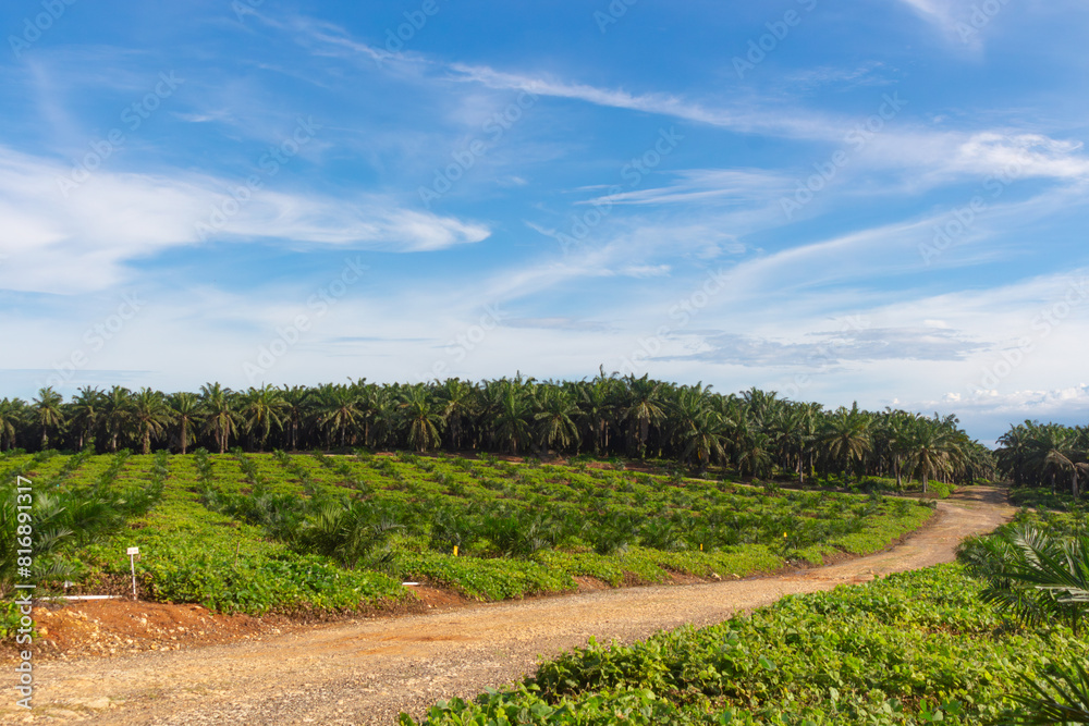 Beautiful view of a row of small replanted palm oil trees with a road beside them with a blue sky in the background.