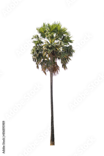 Sugar Palm Tree Isolated On White Background, Tropical Tree Isolated Used For Design, Advertising And Architecture.