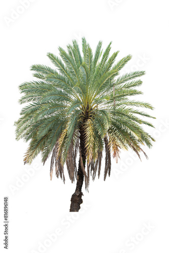 Palm Tree Isolated On White Background, Tropical Tree Isolated Used For Design, Advertising And Architecture.